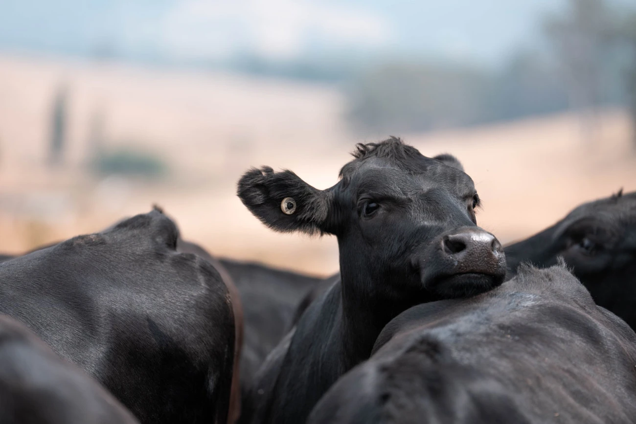 Dermatose bovine, une crise sanitaire éminemment politique Agriculture Santé Union européenne Agroalimentaire 