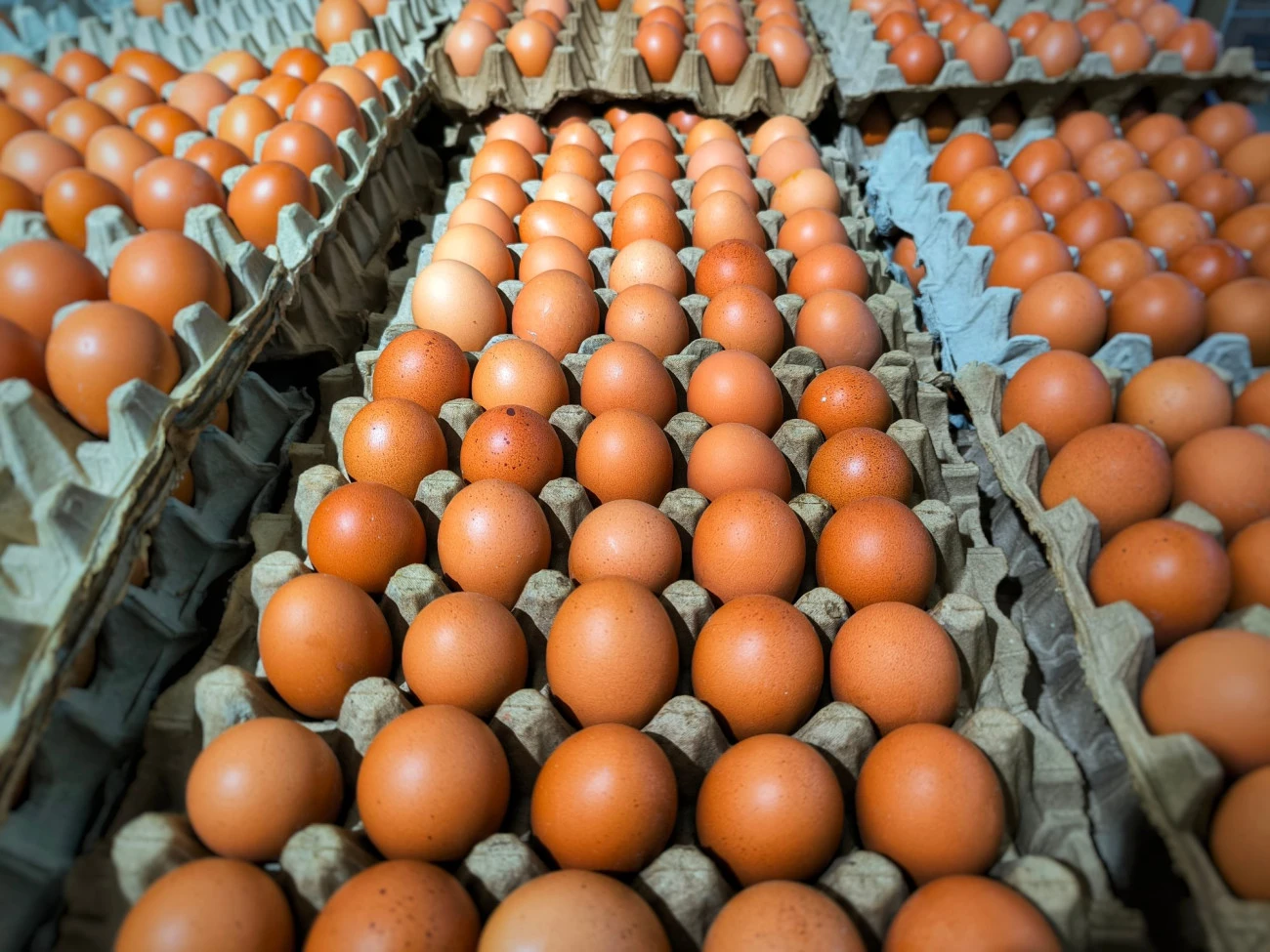 Œufs ukrainiens en Europe, la concurrence déloyale ? Ukraine Russie Agriculture Commerce Guerre Union européenne 