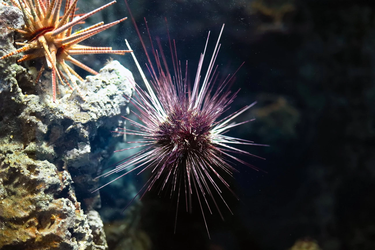 Plus de quarante nouvelles espèces découvertes dans le canyon sous-marin de Mar del Plata Environnement Biodiversité Argentine 
