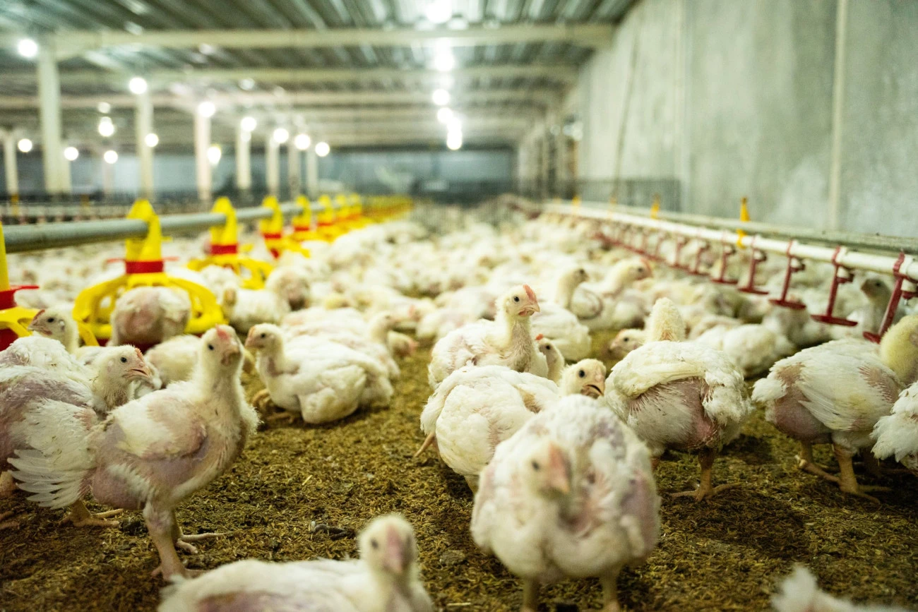 La grippe aviaire met la volaille européenne sous cloche Agriculture Santé Union européenne Environnement 